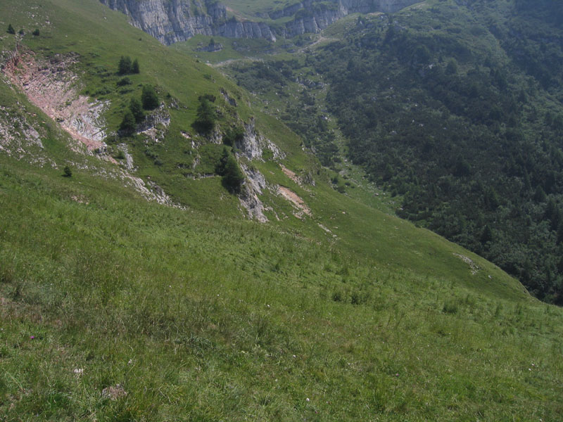 Adscita sp. (f.) Zygaenidae ..........dal Trentino